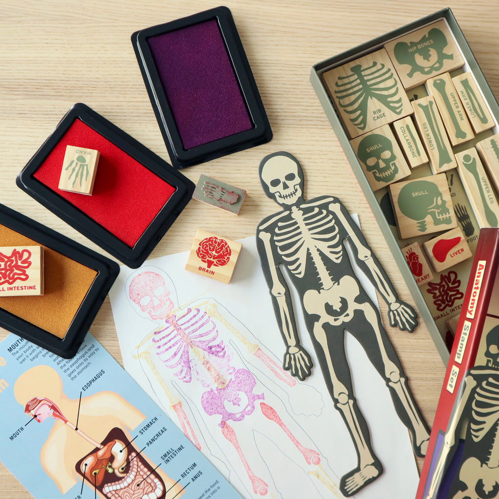 Anatomy Stamp Set on table.