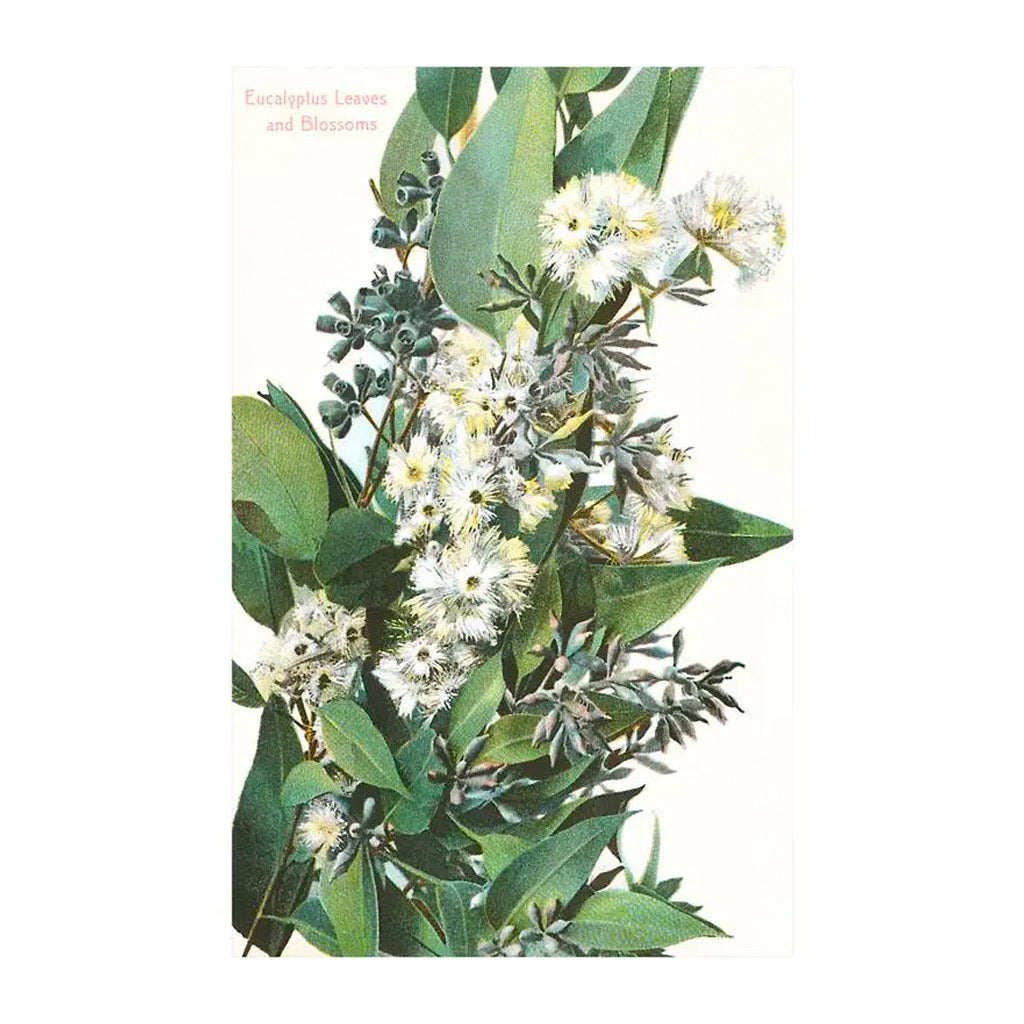 Eucalyptus Blossoms Postcard.