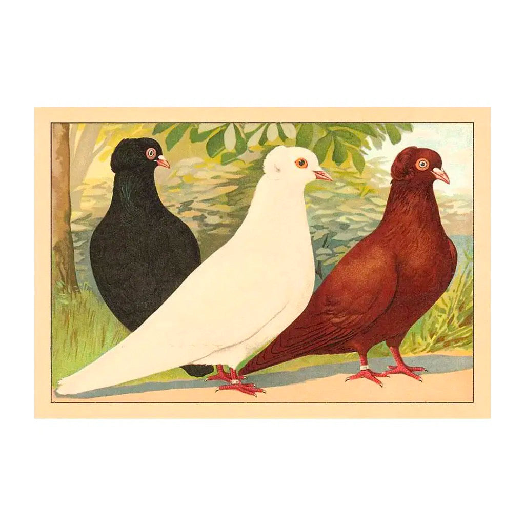 Fancy Pigeons Postcard.