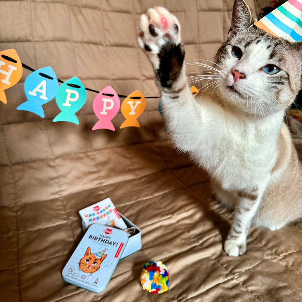 Kiko Cat Happy Birthday Kit with cat.