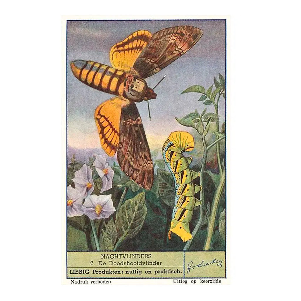 Moth and Caterpillar Vintage Image Postcard.