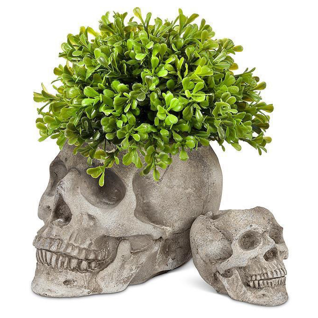 Skull Planter / Tealite Holder with plant.