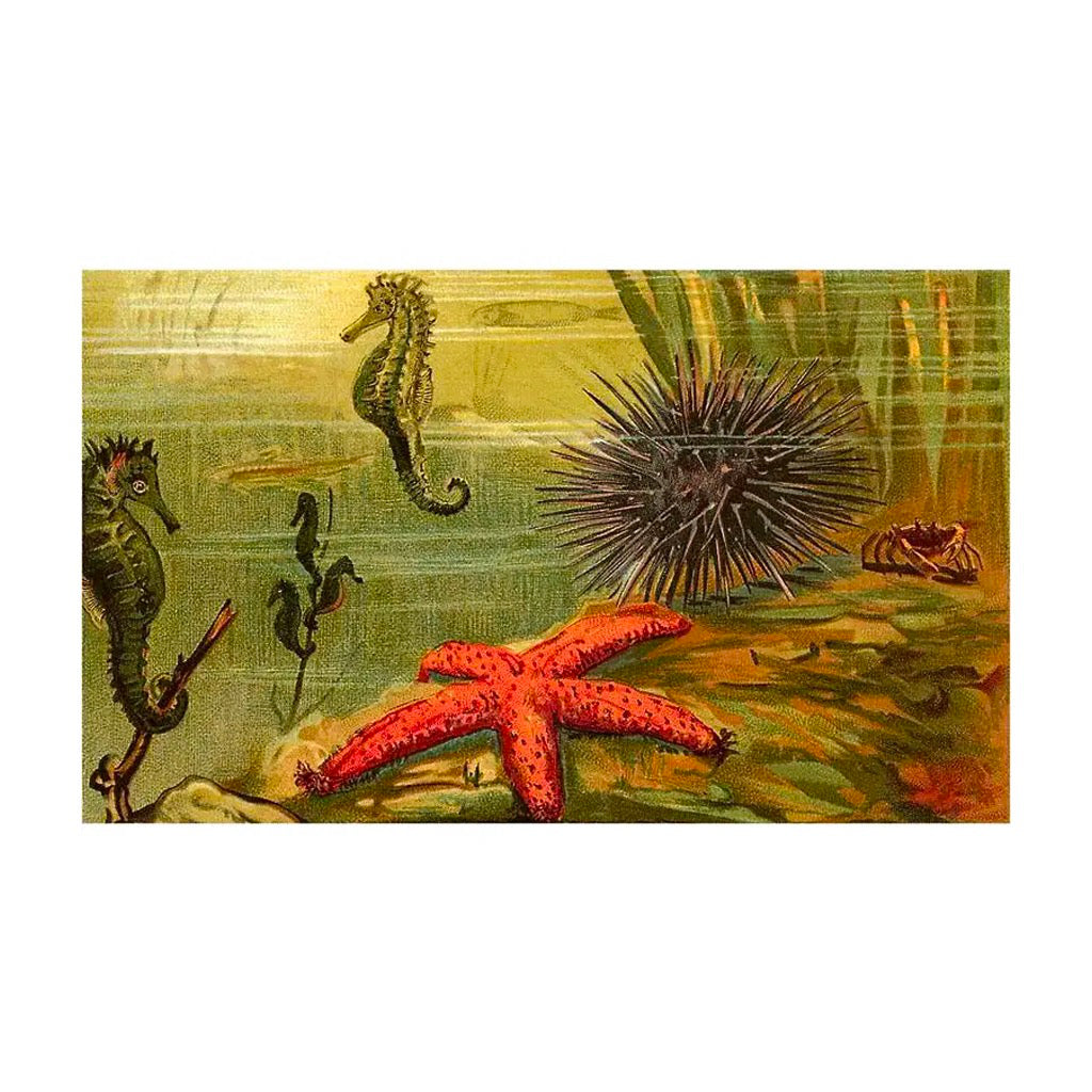 Underwater Scene with Starfish and Seahorses Postcard.