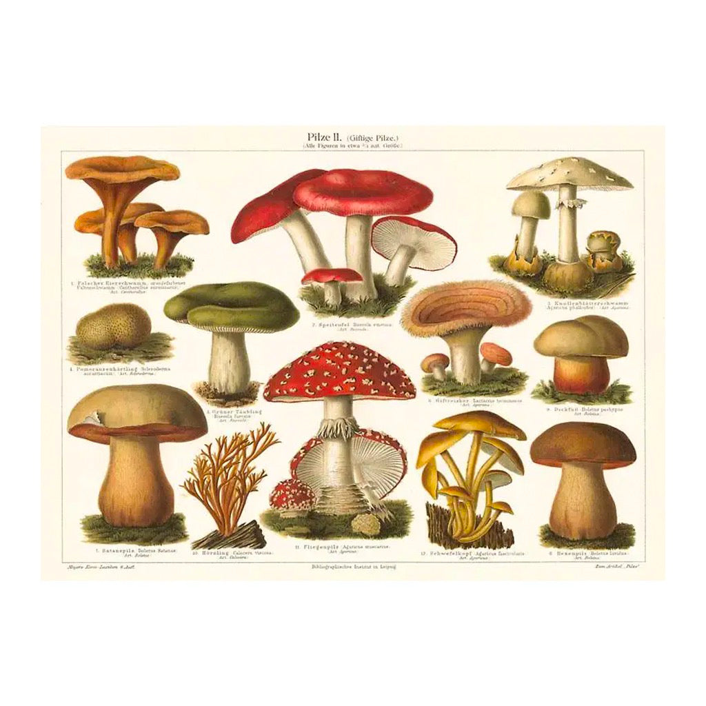 Varieties of Mushroom Postcard.