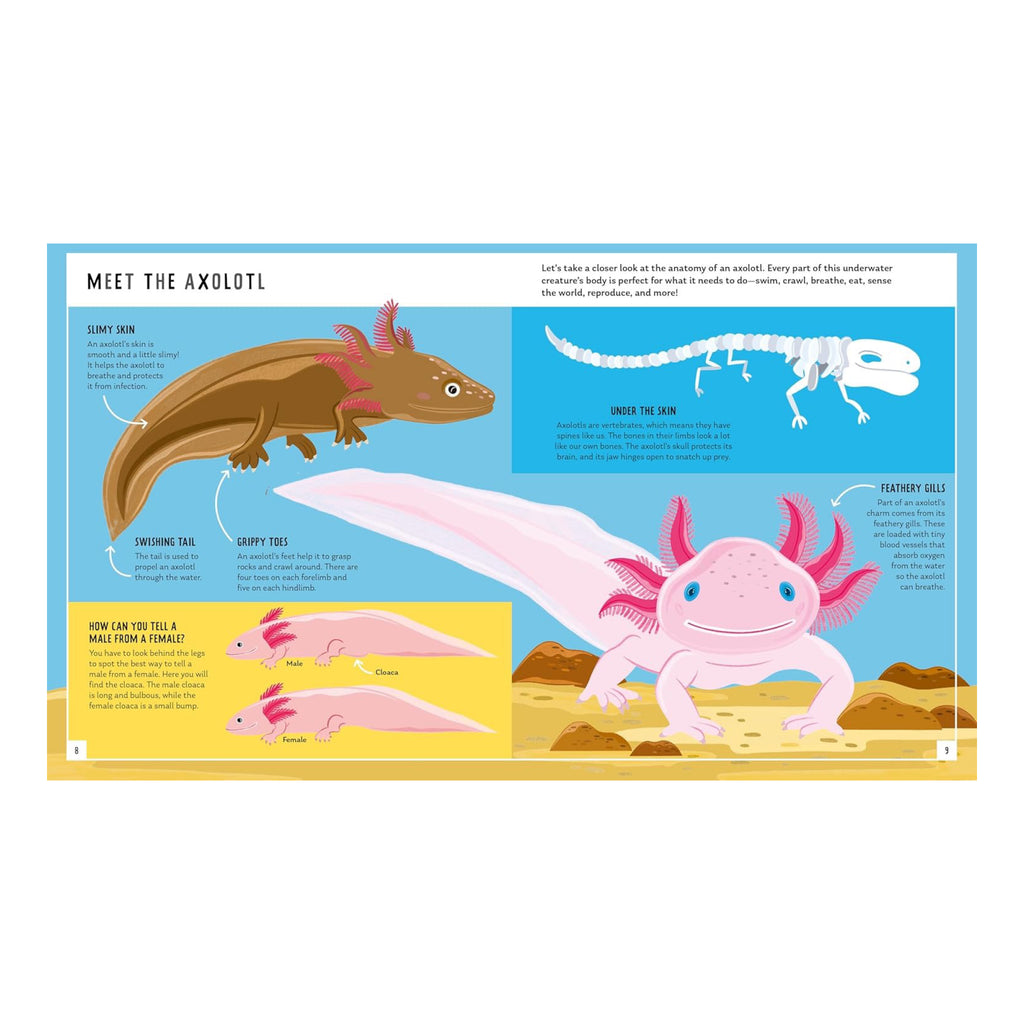 Axolotl (Young Zoologist) - sample spread 1.