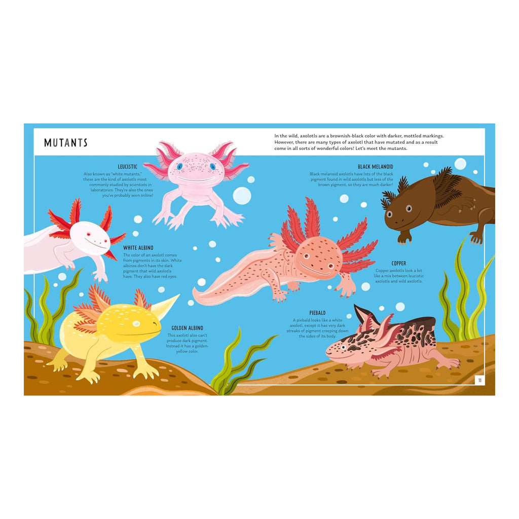 Axolotl (Young Zoologist) - sample spread 2.