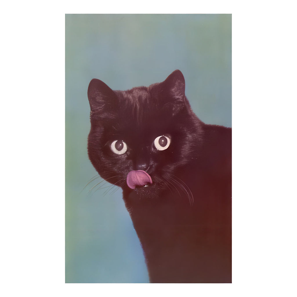 Black Cat Licking Chops Magnet.