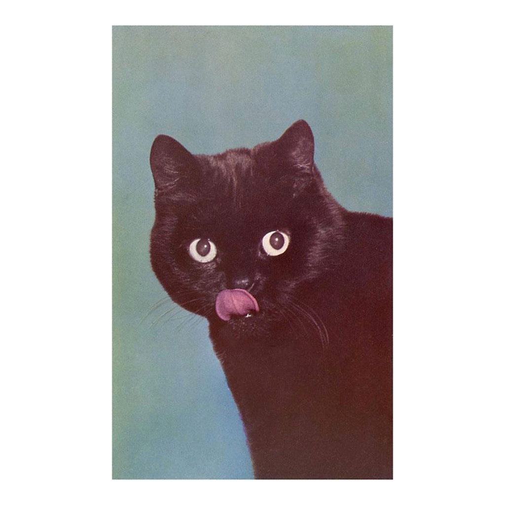 Black Cat Licking Chops Vintage Image Postcard.