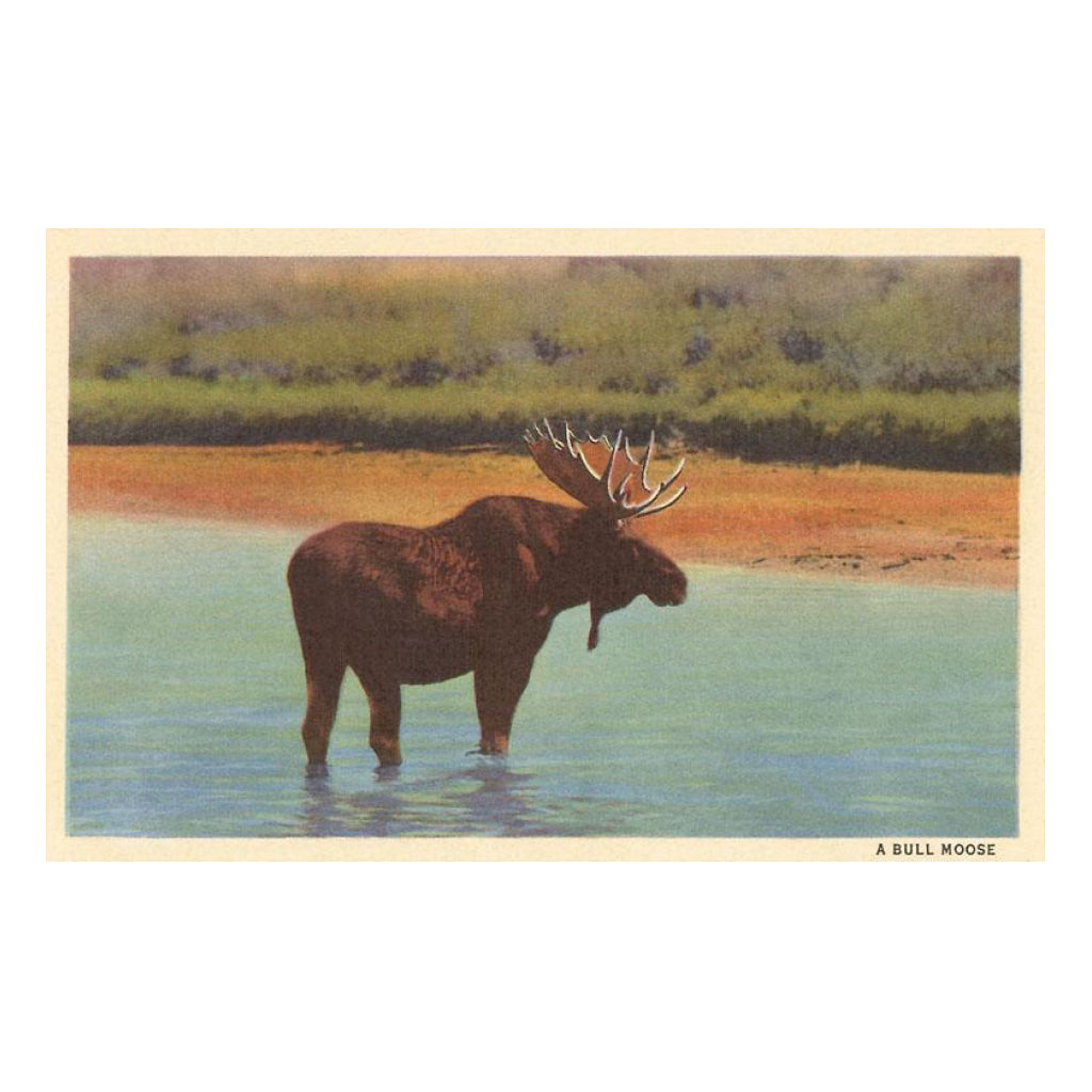 Bull Moose Vintage Image Postcard.