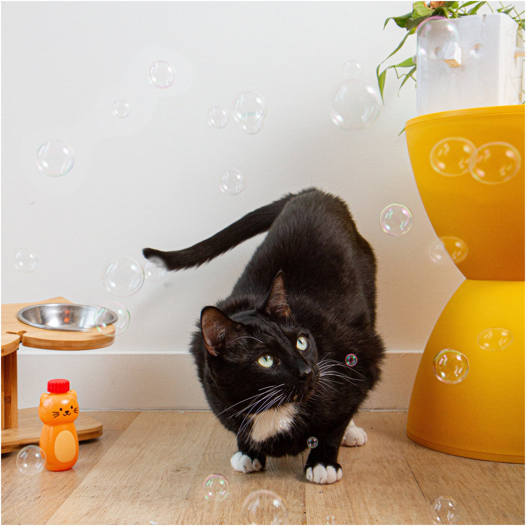 Cat playing with  Kiko Catnip Bubbles.