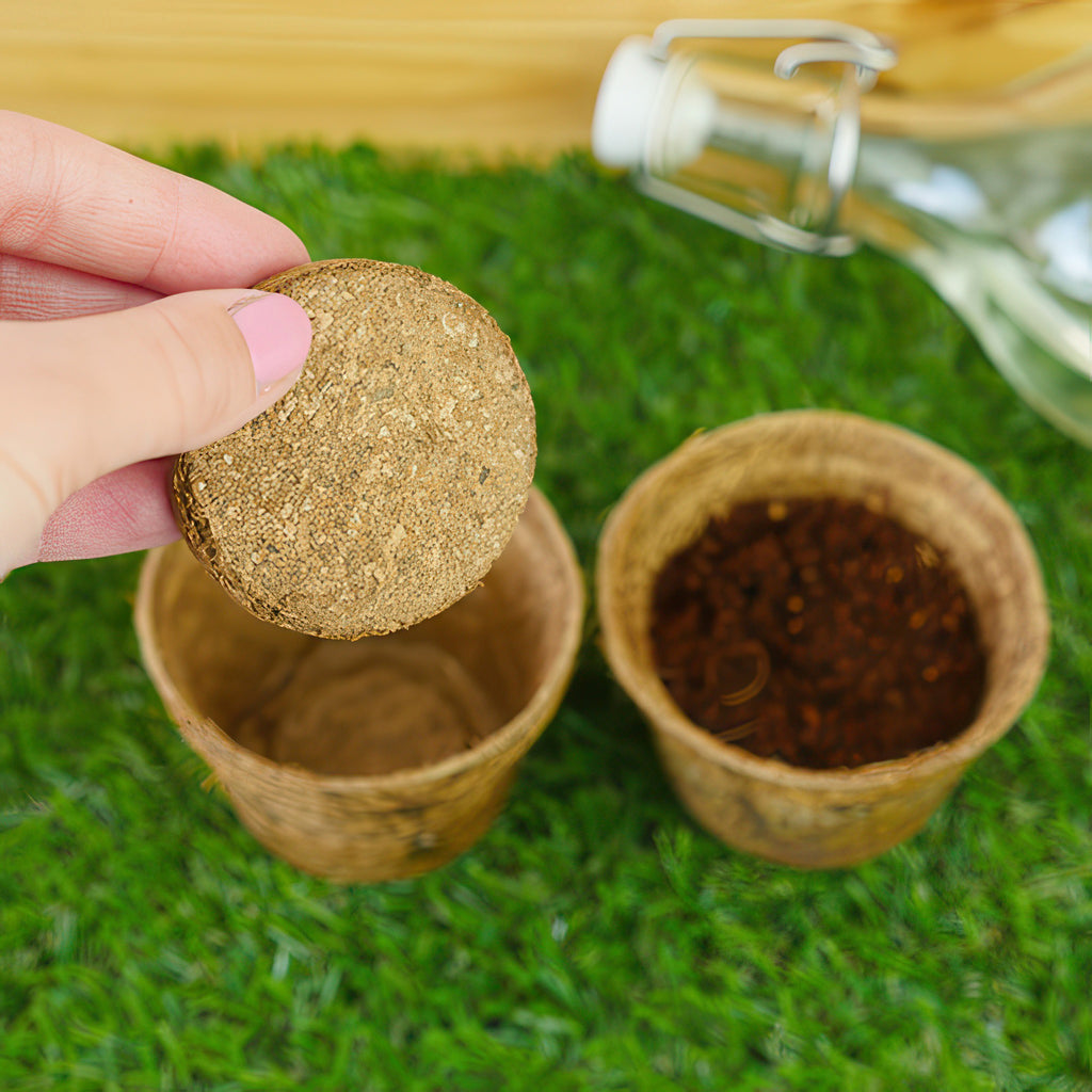 Grow It Carnivorous Plant in use.