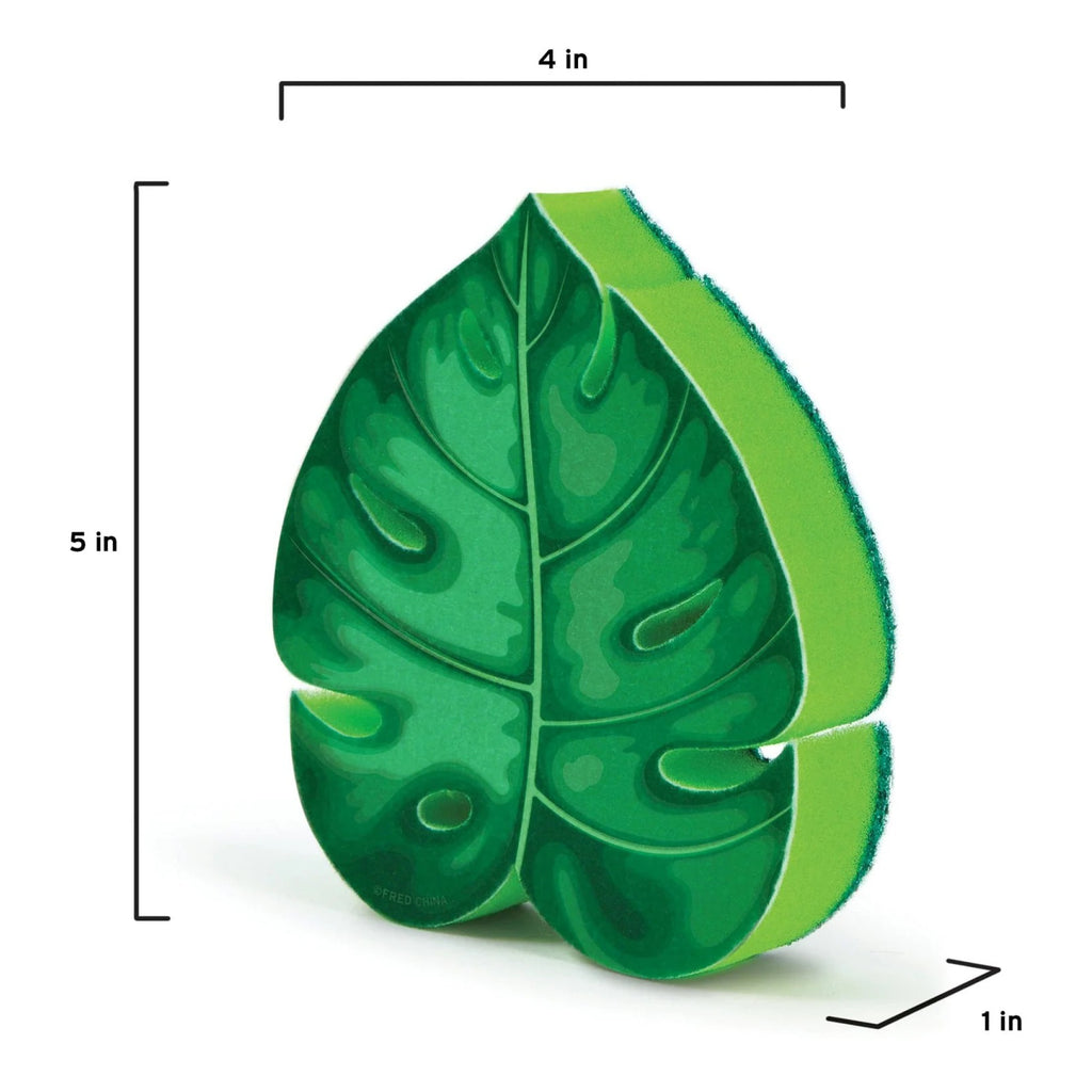 House Plant Dish Sponges measurements.