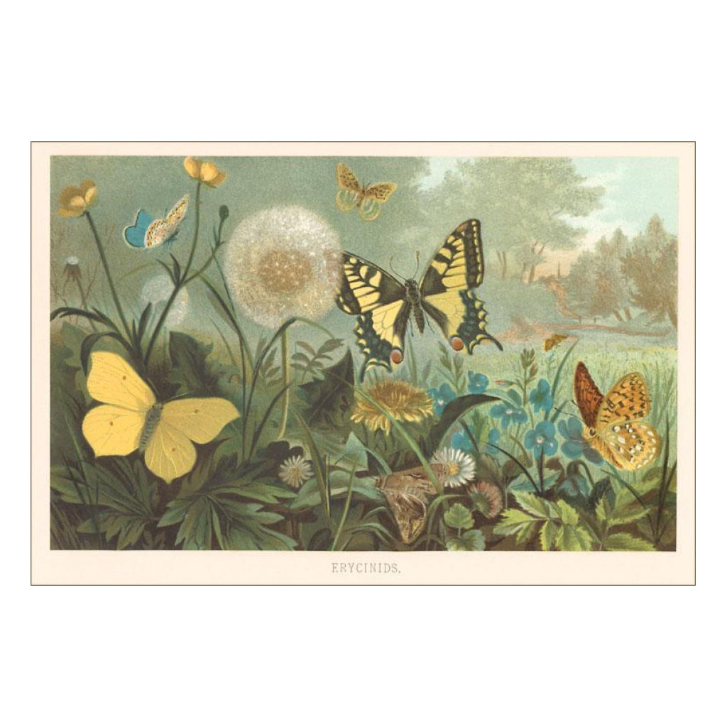 Insects Vintage Image Postcard.