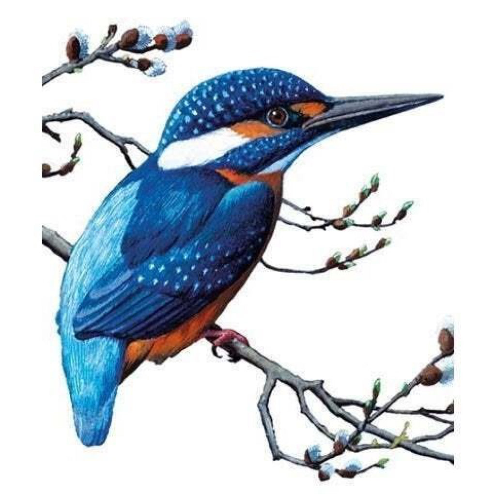 Kingfisher Blank Card.