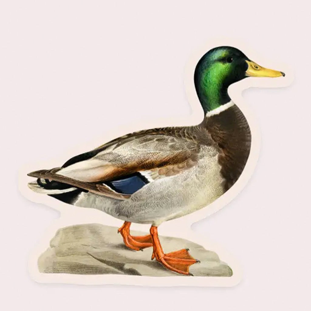 Measured Mallard Small Sticker.