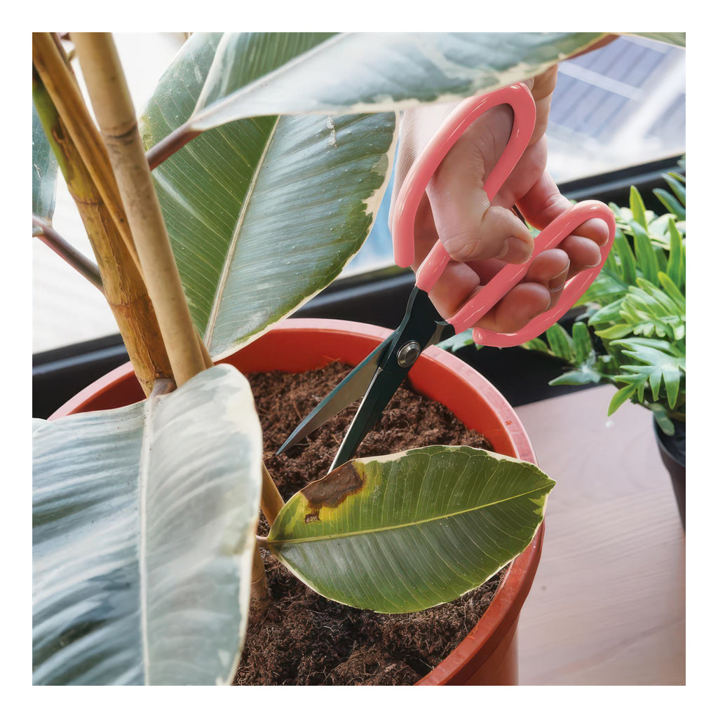 Mini Houseplant Scissors being used.