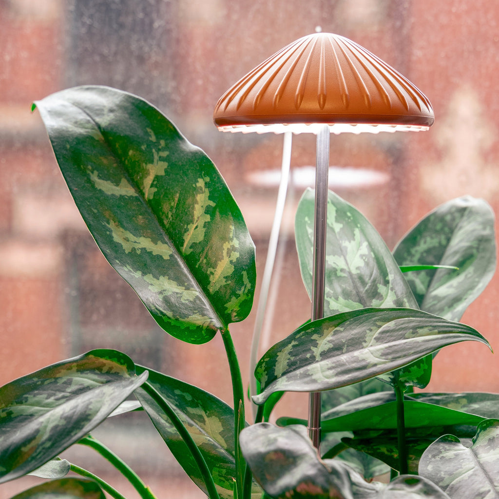 Mushroom Grow Light with plant.