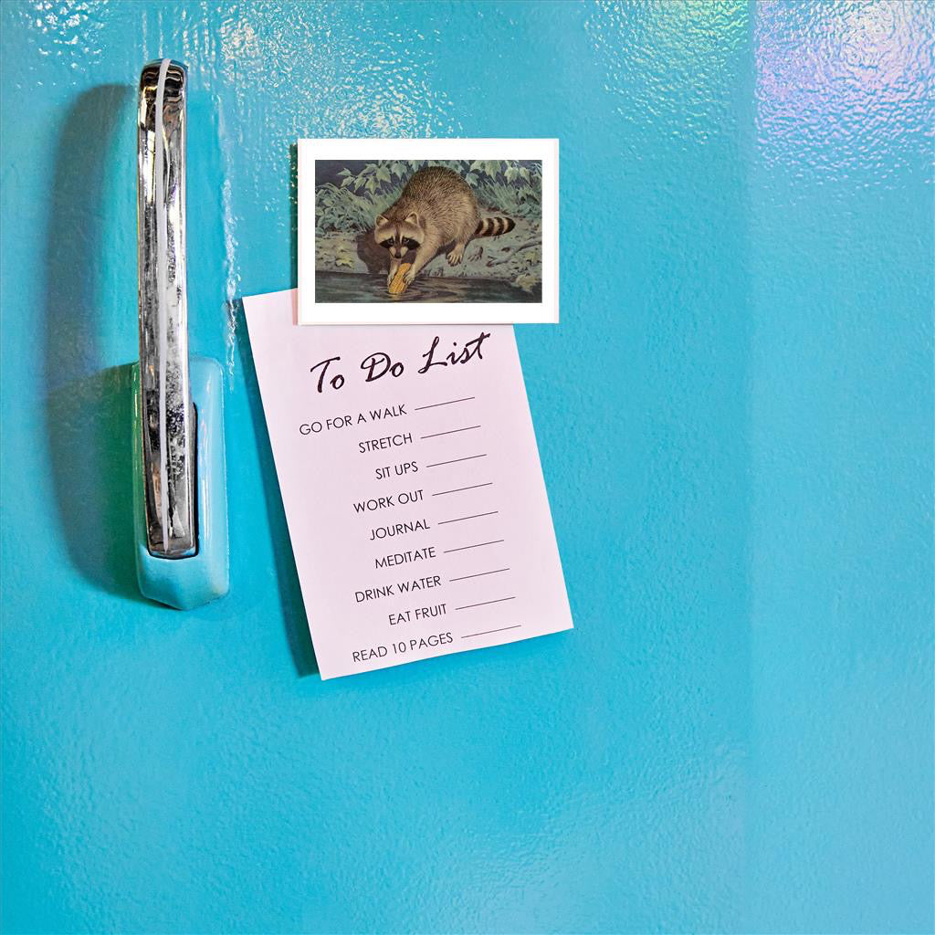 Raccoon Washing Corn Magnet on refrigerator.