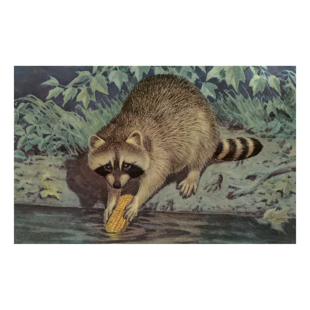 Raccoon Washing Corn Magnet.