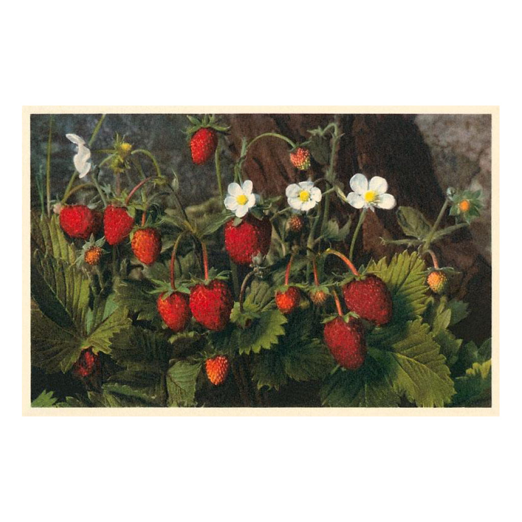 Strawberry Plant Vintage Image Postcard.