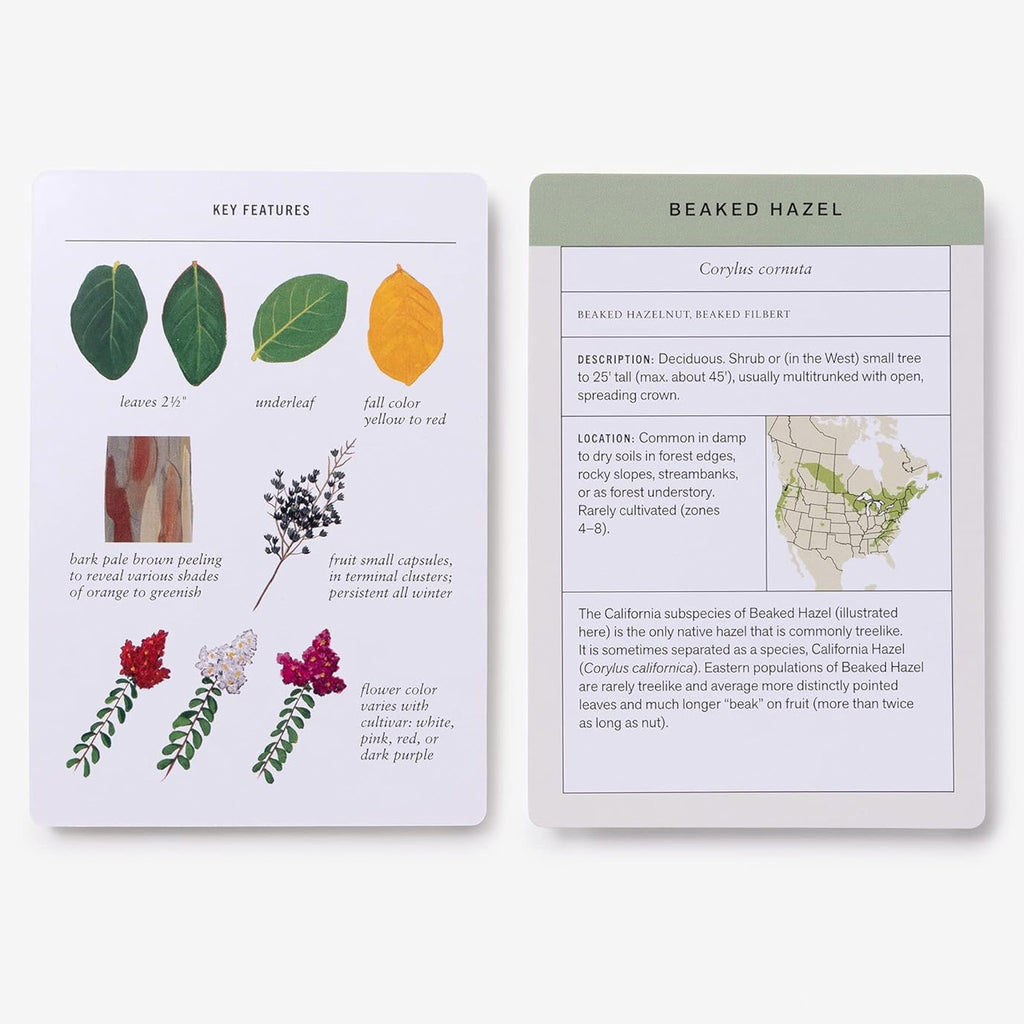 2 Sibley Tree Identification Flashcards.
