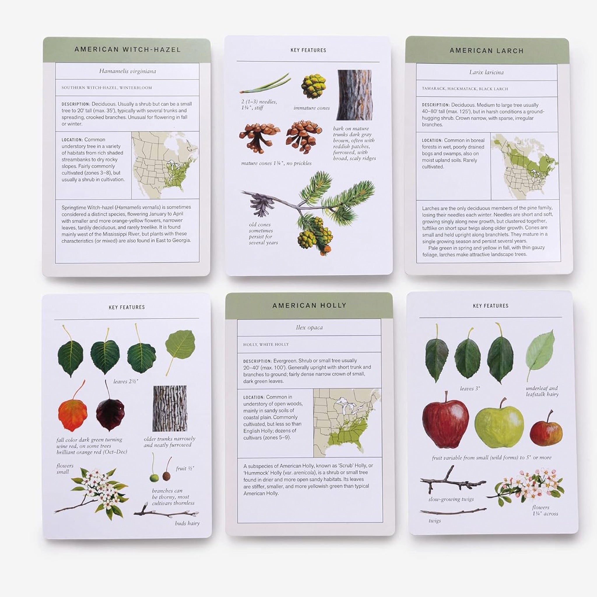 Tree Flash Card Sibley Tree Identification Flashcards | Clarkson Potter – Outer Layer