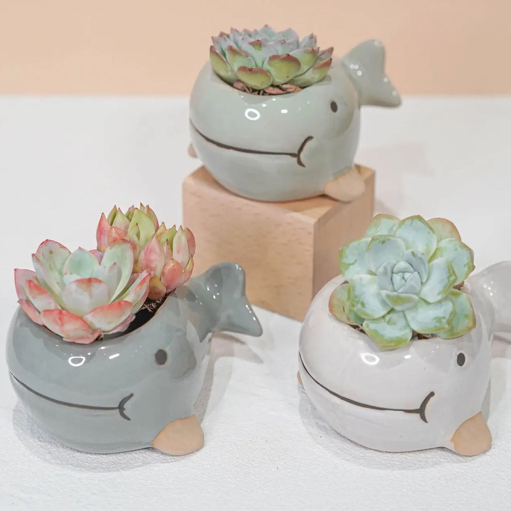 Glazed Whale Planter Pot group with plants