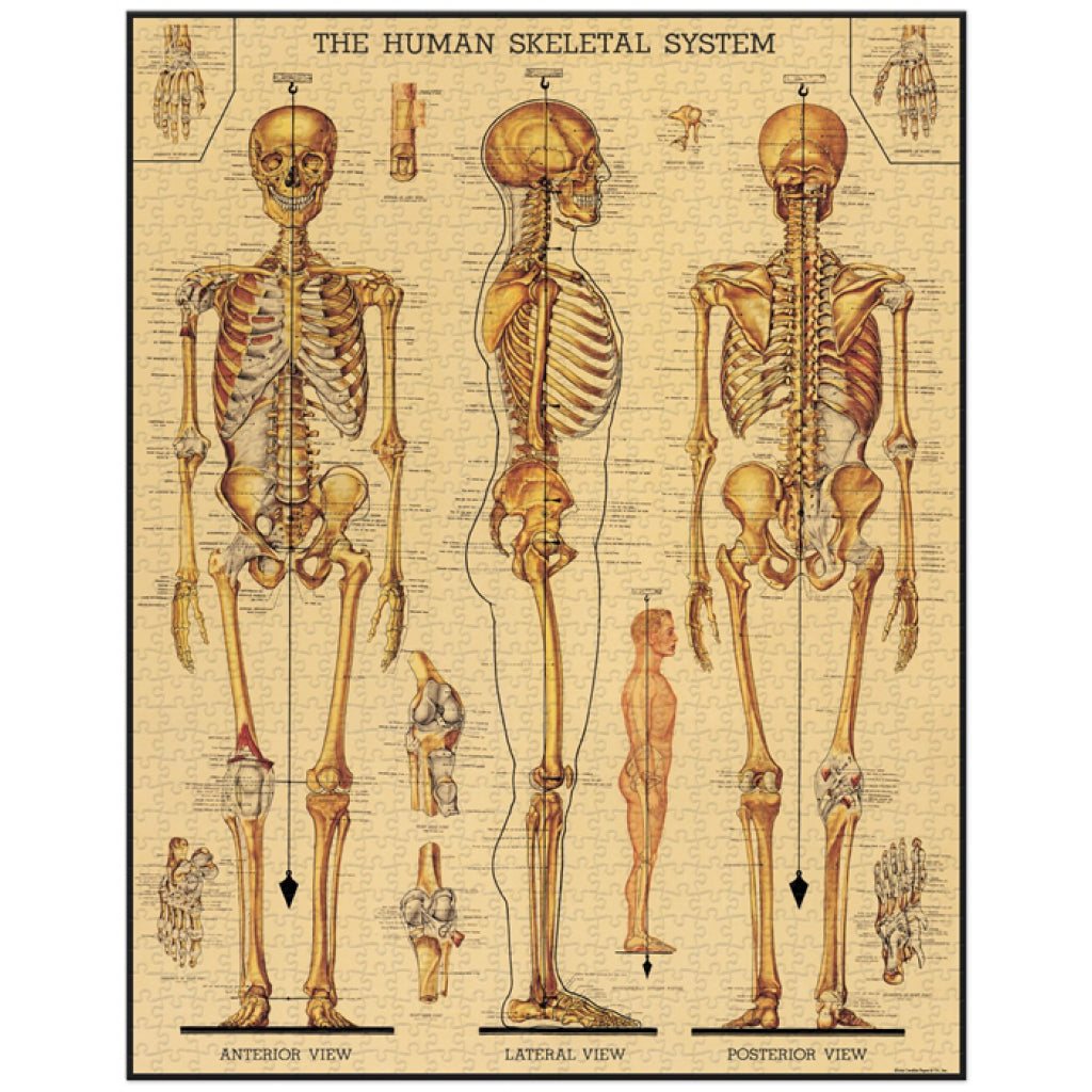 Skeletal System 1000 Piece Puzzle Completed