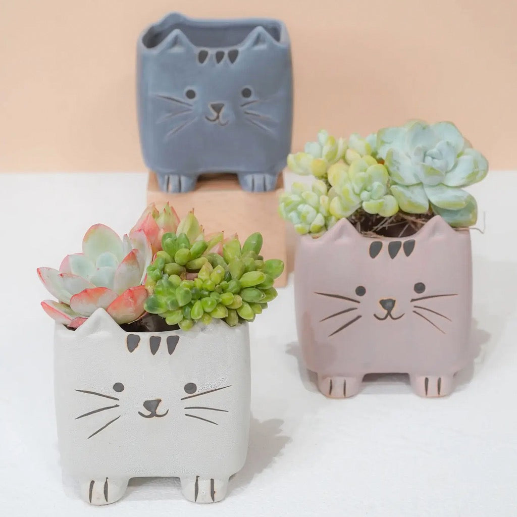 Square Cat Planter Pot with plants