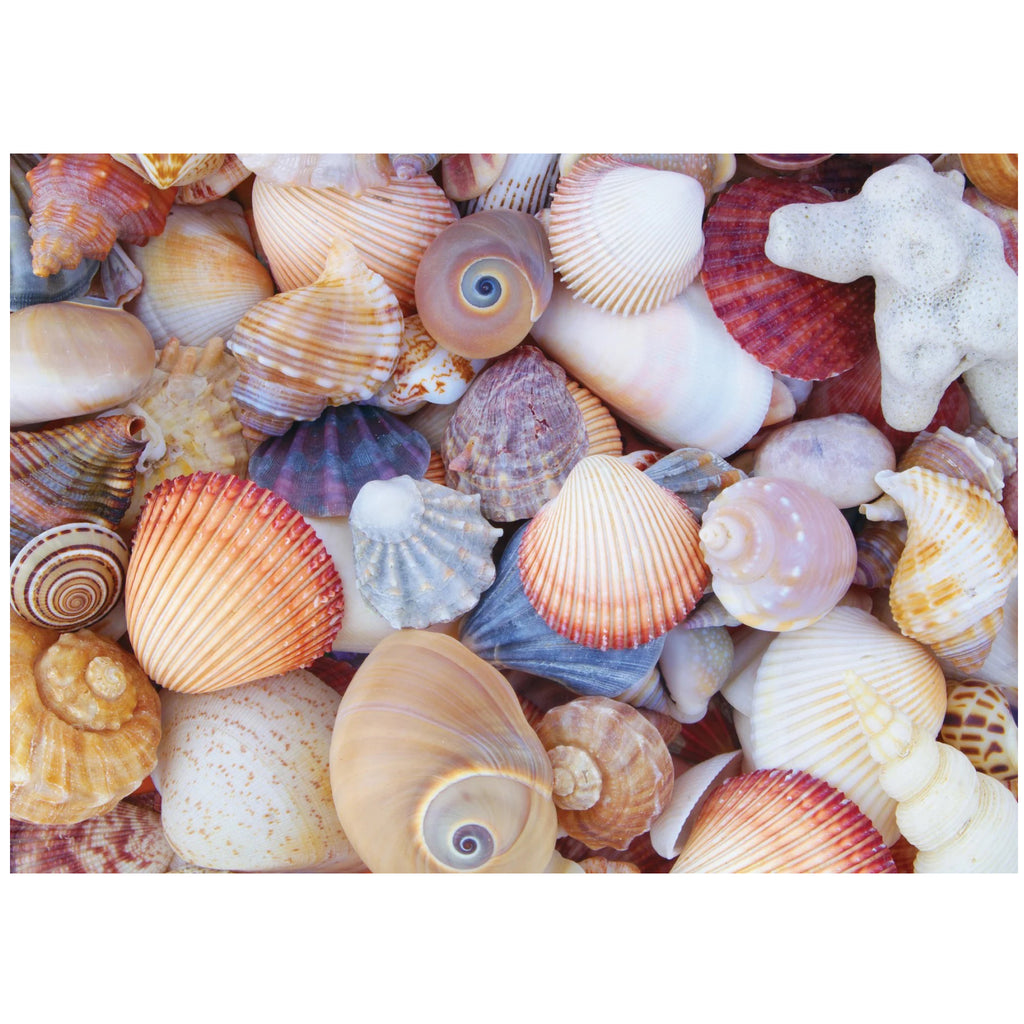 All The Shells Puzzle.