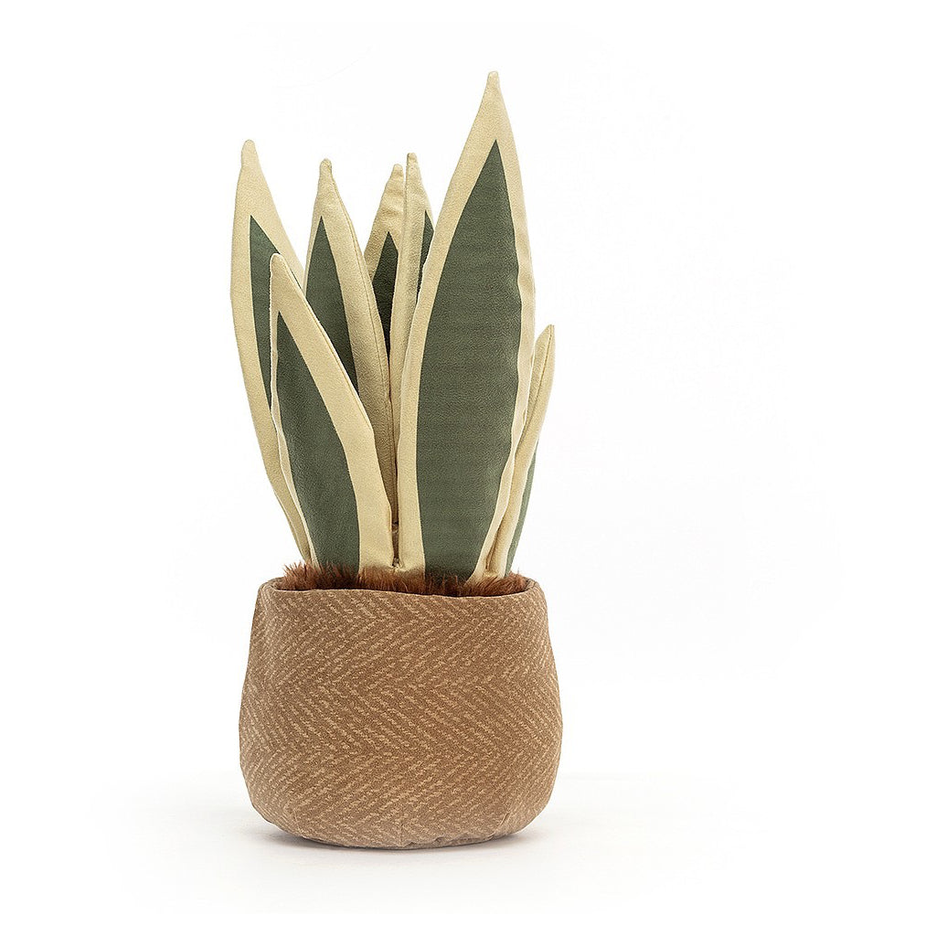 Amuseable Snake Plant Back