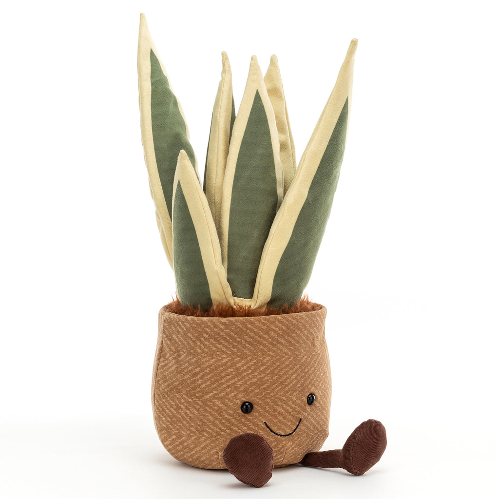 Amuseable Snake Plant