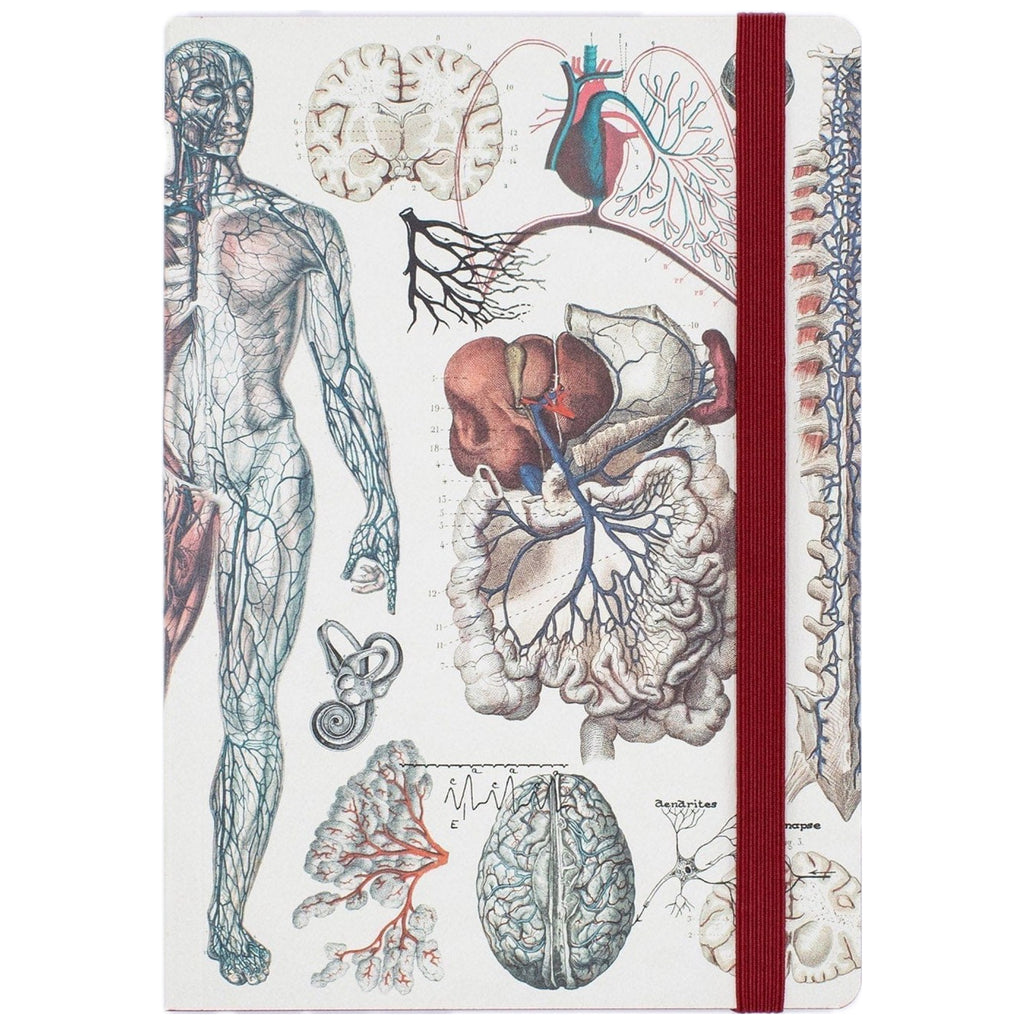 Anatomy & Physiology Softcover Journal.