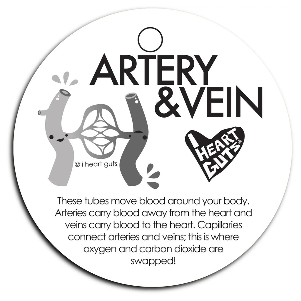 Artery and Vein Lapel Pin Back.