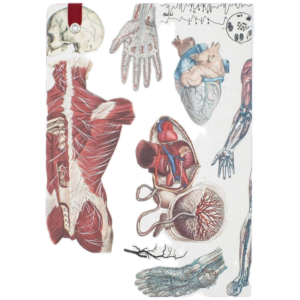 Back of Anatomy & Physiology Softcover Journal.