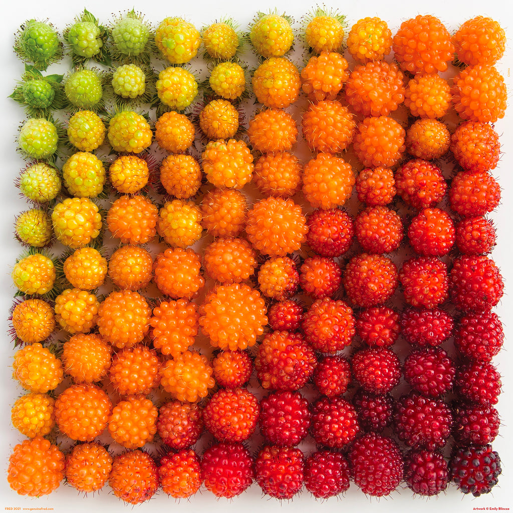 Berries 500 Piece Puzzle Image