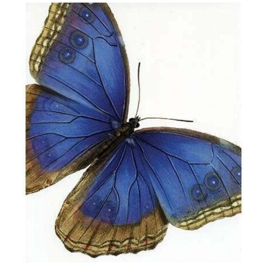 Blue Butterfly Card.