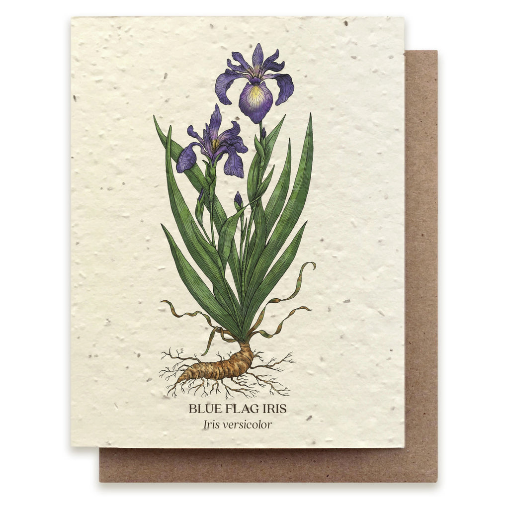 Blue Flag Iris Seed Paper Card