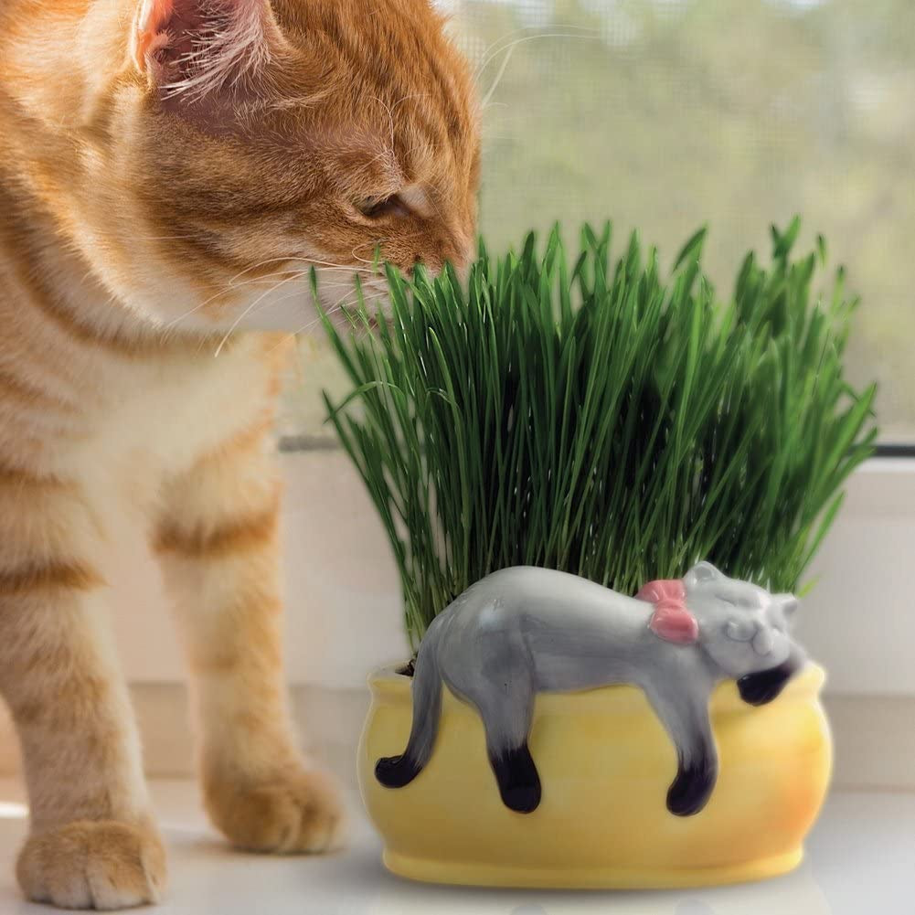 Cat Grass Planter Chia Lifestyle