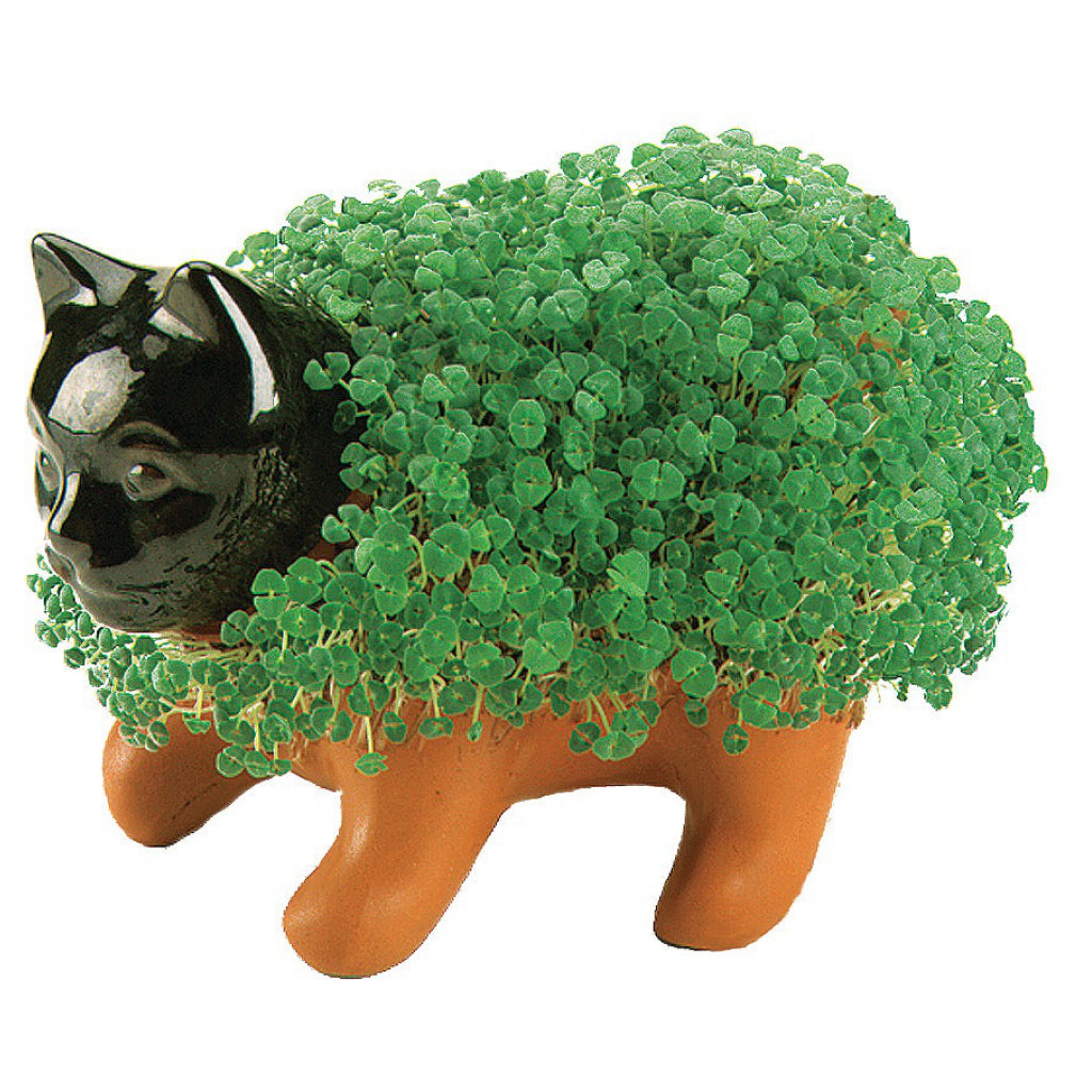 Chia Collection Chia Kitten | Chia Pets – Outer Layer