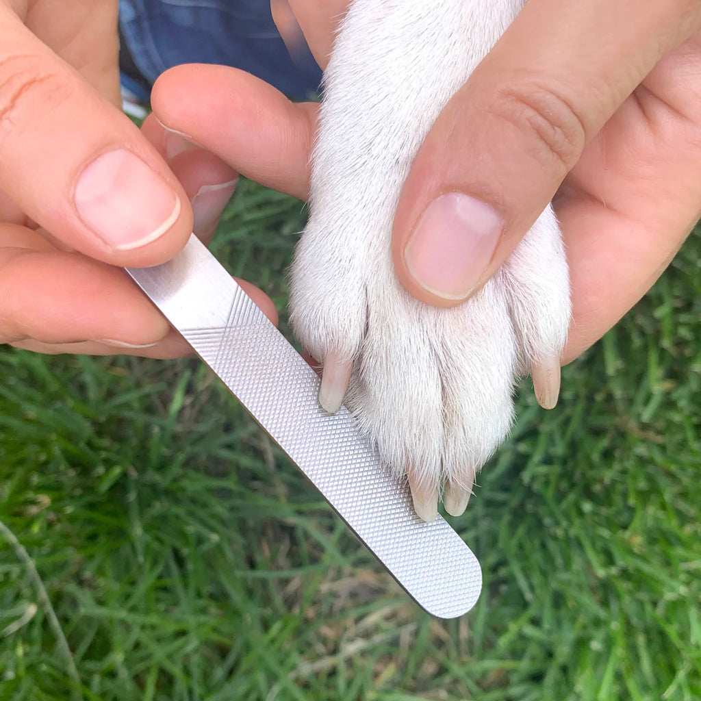 Cutting dogs nails.