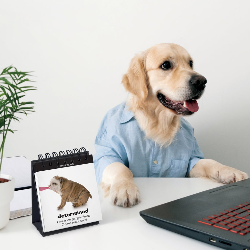 Dog at desk with Doggo Desk Flipchart.