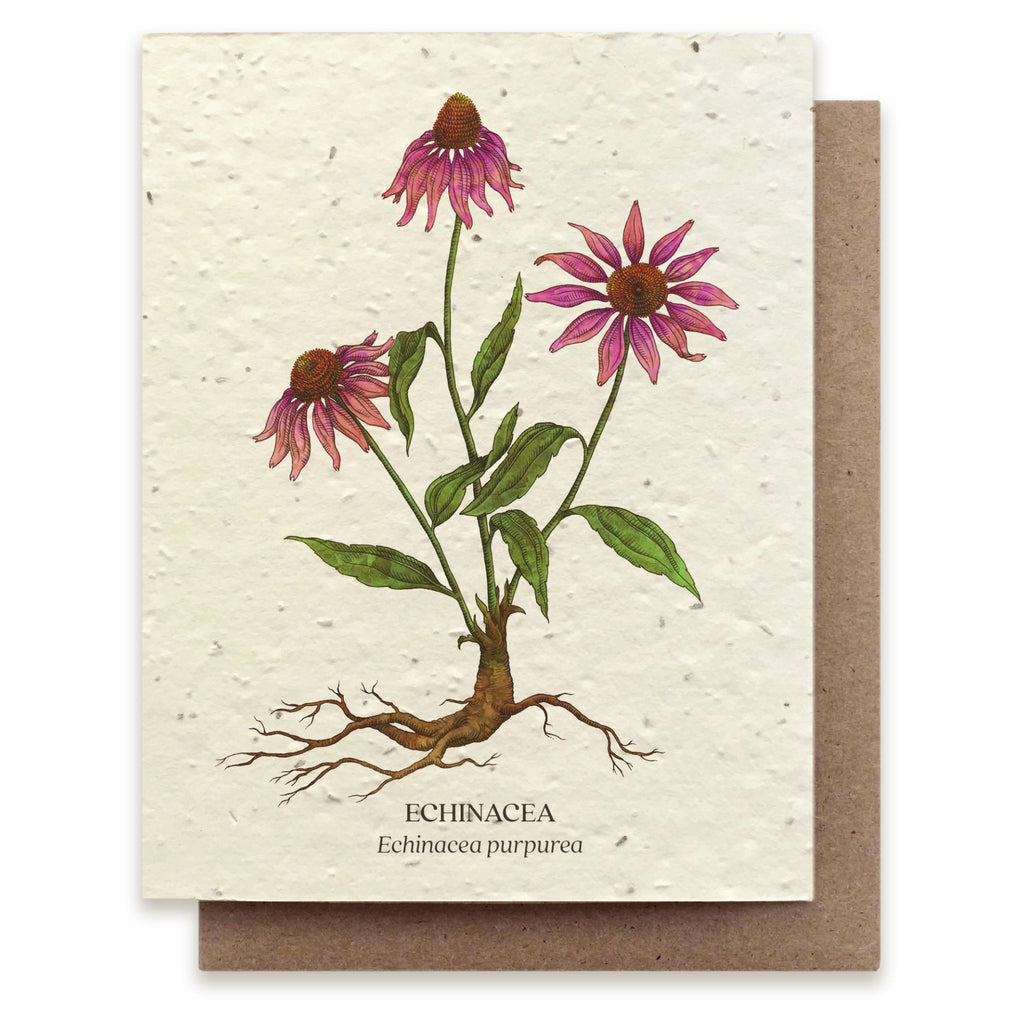 Echinacea Seed Paper Card