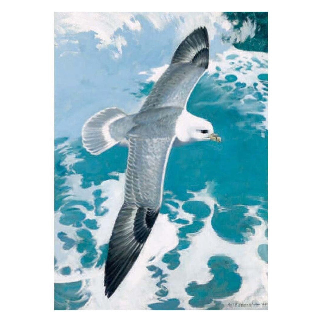 Fulmar Seagull Card.