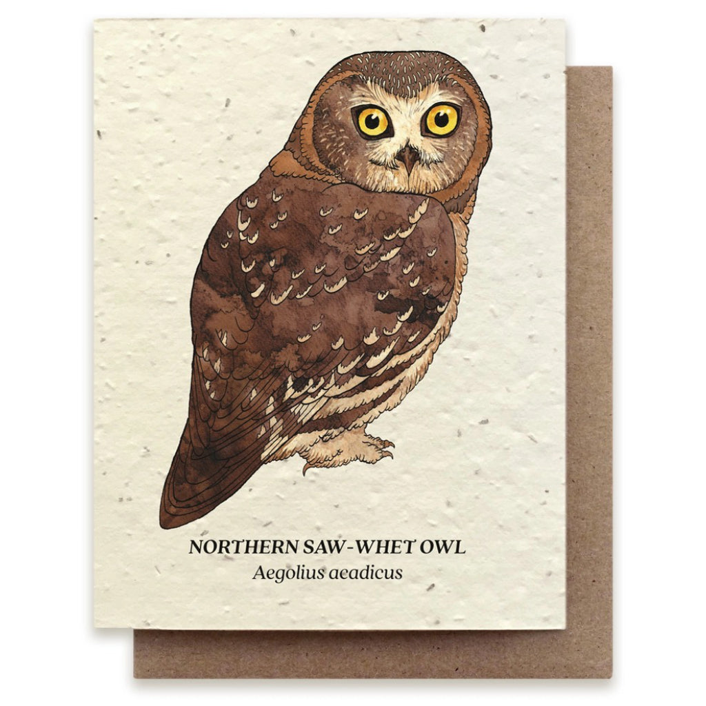 Northern Saw-Whet Owl Plantable Wildflower Seed Card.