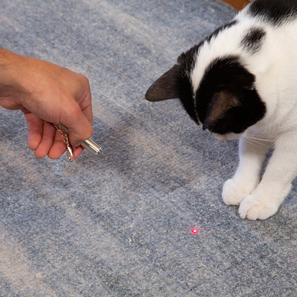Person using Laser Pointer with cat.