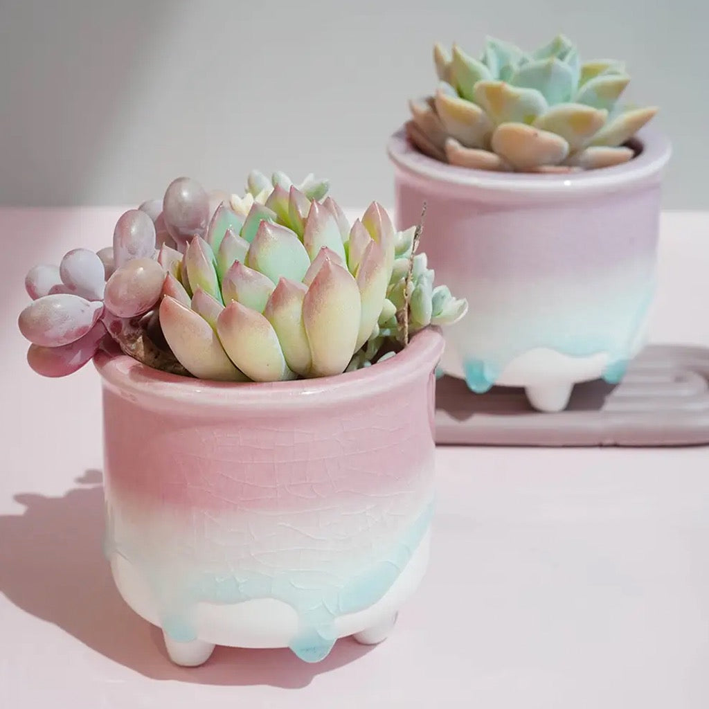 Pink to Blue Dripping Glazed Planter Pot with plants.