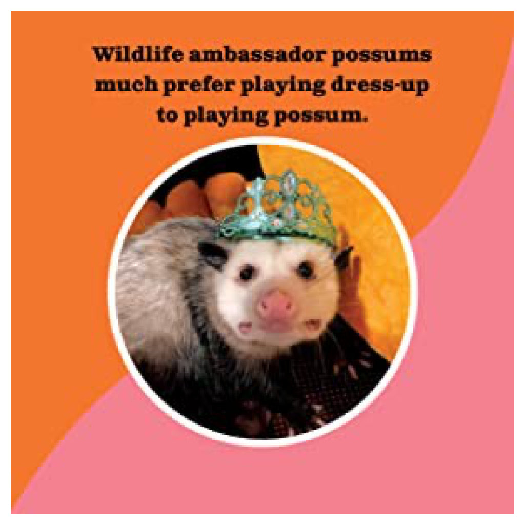 Possums Are Not Cute page.
