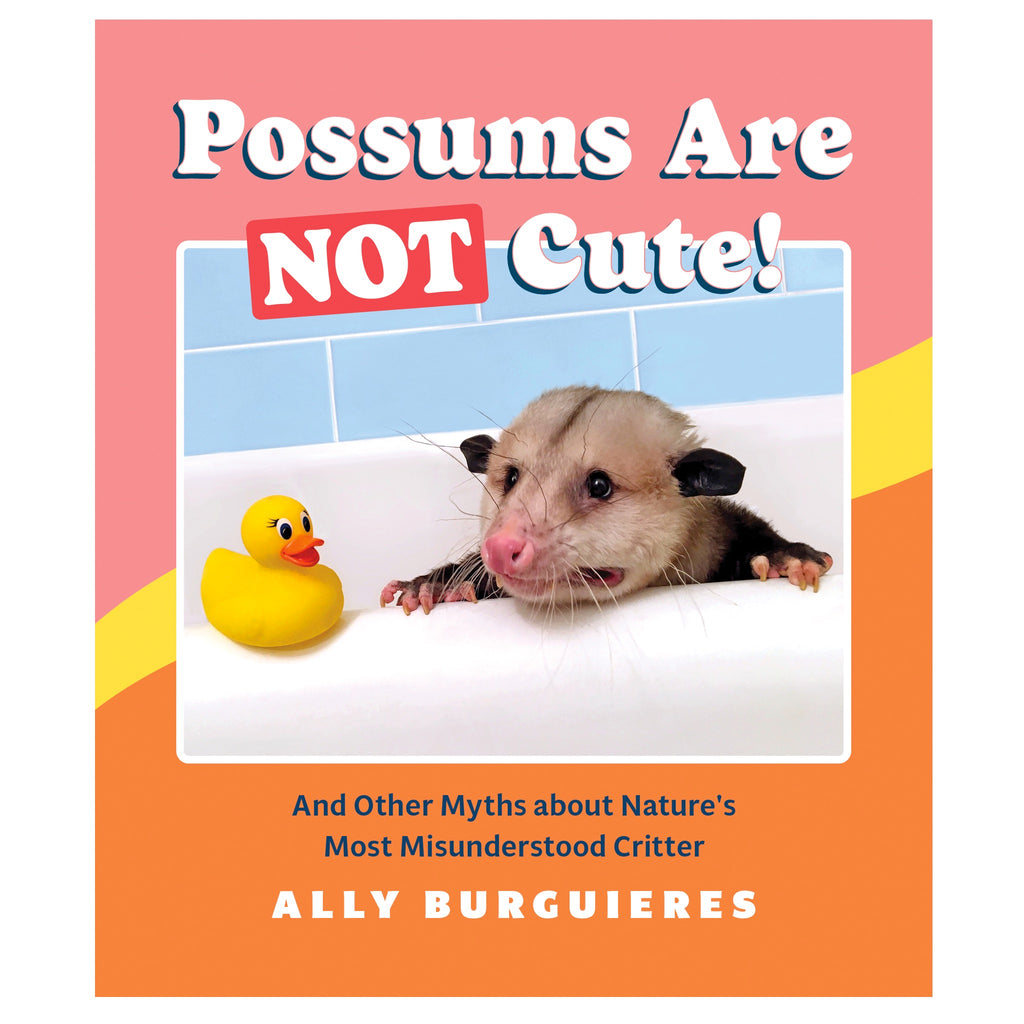Possums Are Not Cute!.