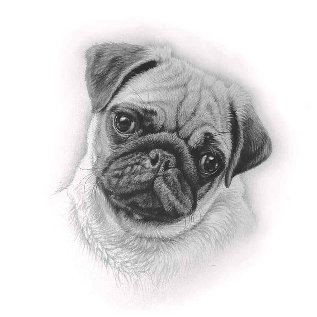Pug Face Drawing Card